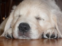 /album/fotogalerie/a7-7-8-7-2011-042-jpg/